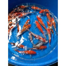 14-16 inch Pond Koi Short Fin ($780) Picture is only a sample)